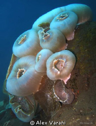 Amplexidiscus sp. by Alex Varani 